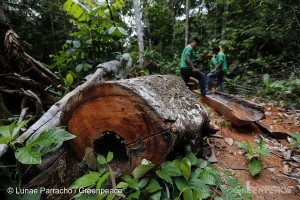 Illegal Logs in Kaapor Indigenous Land in Brazil